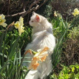 fluffy white cat in grass with flowers around, sunlight hitting the fur